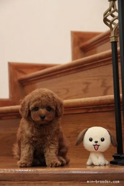 ID：1508-00516の子犬