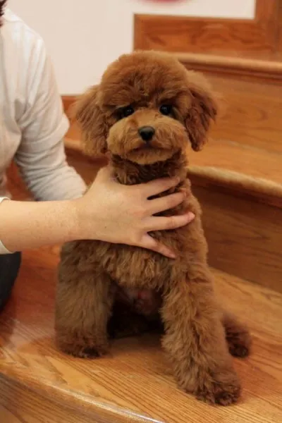 ID：1312-00951の子犬
