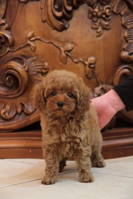 ID：1609-00958の子犬