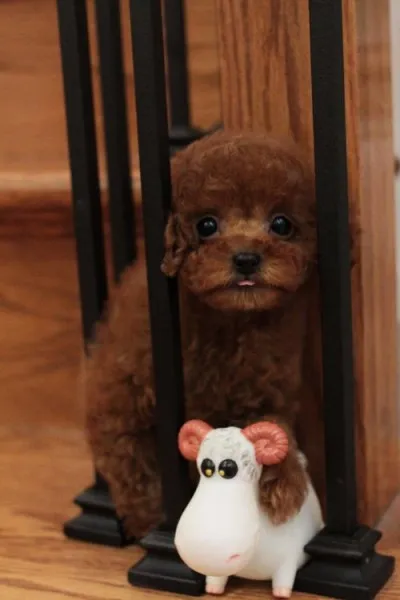 プードルビギナー 様のお迎えした子犬