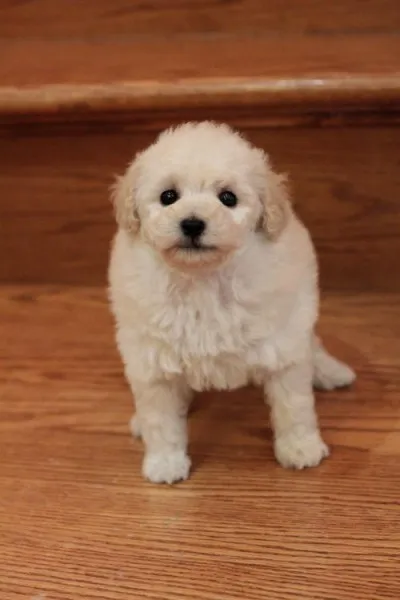 ID:1404-00949の子犬