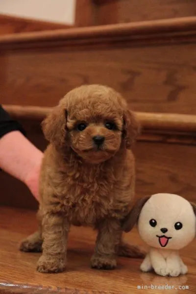 ID：1509-01340の子犬