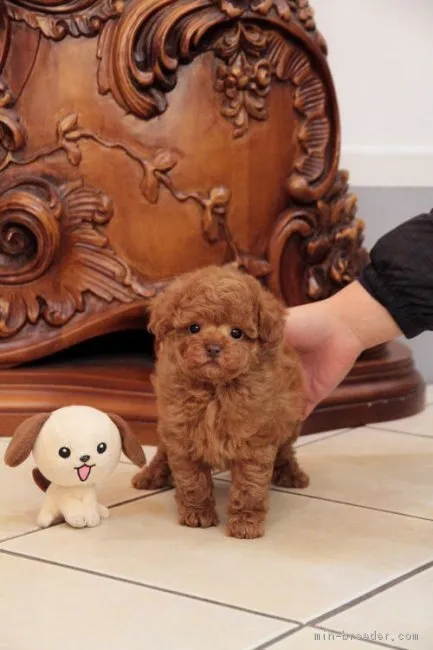 ID：1702-01033の子犬