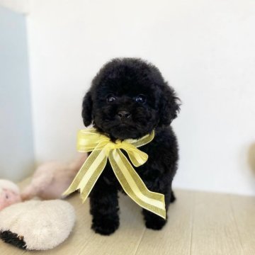トイプードル(ティーカップ)【千葉県・女の子・2024年7月21日・ブラック】の写真「♡真っ黒！！自慢の犬質です♡」