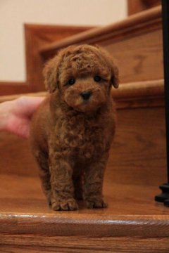 トイプードル(タイニー)【千葉県・男の子・2015年10月3日・レッド】の写真「★体格、骨格がしっかりしていて安心な男の子★」