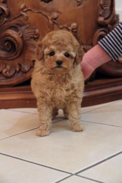 トイプードル(タイニー)【千葉県・女の子・2016年4月9日・アプリコット】の写真「★もっふもふ・美人です★」