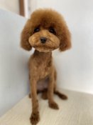 ティーカッププードル【・女の子・2024年4月25日・レッド】