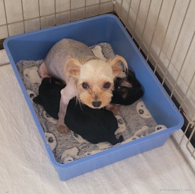 子育て風景｜矢野　加奈子(やの　かなこ)ブリーダー(東京都・ヨークシャーテリアなど・JKC登録)の紹介写真2