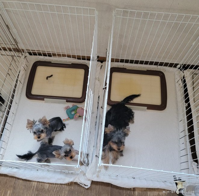 自立・トイレ訓練｜矢野　加奈子(やの　かなこ)ブリーダー(東京都・ヨークシャーテリアなど・JKC登録)の紹介写真4