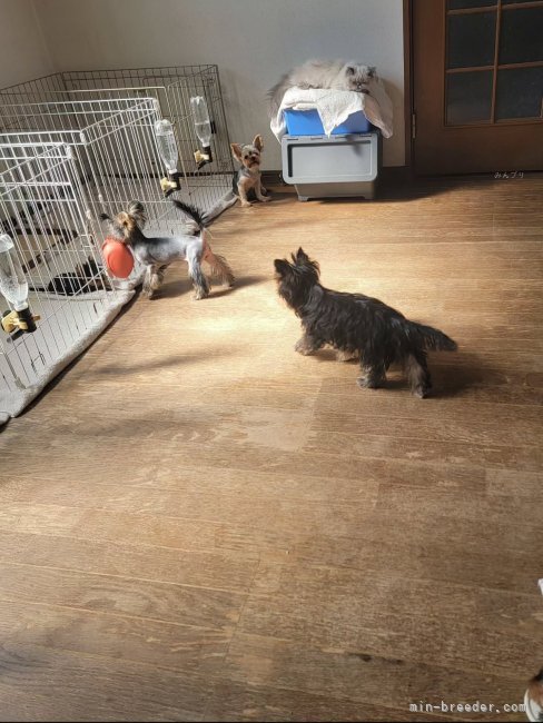 自由時間｜矢野　加奈子(やの　かなこ)ブリーダー(東京都・ヨークシャーテリアなど・JKC登録)の紹介写真5