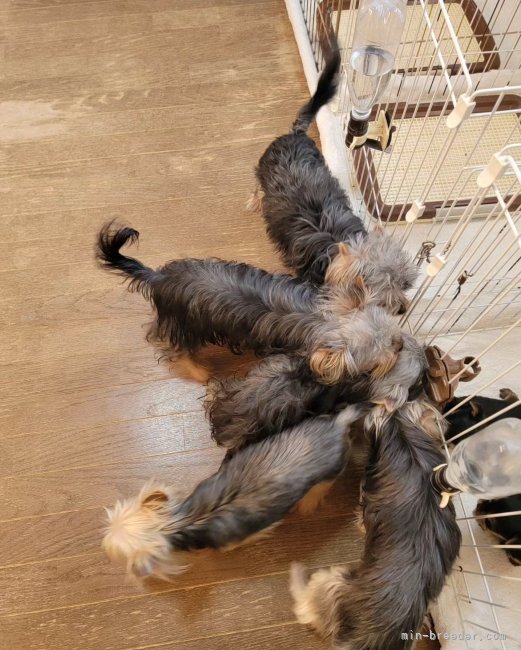 自由時間、みんな仲良く。｜矢野　加奈子(やの　かなこ)ブリーダー(東京都・ヨークシャーテリアなど・JKC登録)の紹介写真6