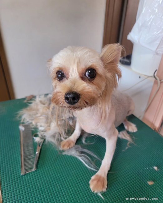 トリミング｜矢野　加奈子(やの　かなこ)ブリーダー(東京都・ヨークシャーテリアなど・JKC登録)の紹介写真8