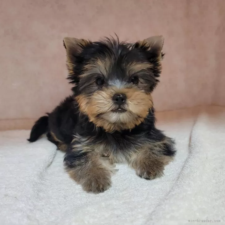 ID：2505-03049の子犬