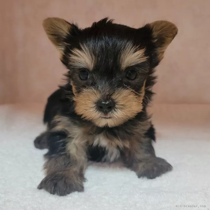 ID：2505-03051の子犬