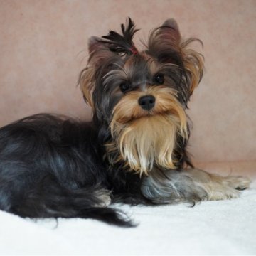 ヨークシャーテリア【東京都・男の子・2025年3月9日・スティールブルー&タン】の写真「【去勢済み】永久歯生え揃いました！」