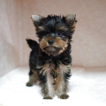 ヨークシャーテリア【東京都・女の子・2025年8月4日・スティールブルー&タン】の写真「アクティブガール！ザ・元気！」