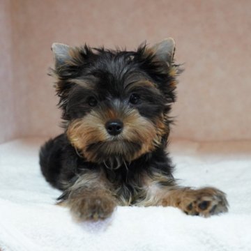 ヨークシャーテリア【東京都・女の子・2025年8月4日・スティールブルー&タン】の写真「アクティブガール！ザ・元気！」