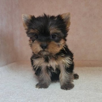 ヨークシャーテリア【東京都・女の子・2025年5月27日・スティールブルー&タン】の写真「大人しく控えめ。今のところは。」