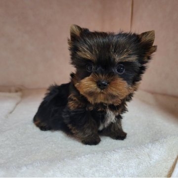 ヨークシャーテリア【東京都・女の子・2025年4月20日・スティールブルー&タン】の写真「良血統♡ちびかわ。」