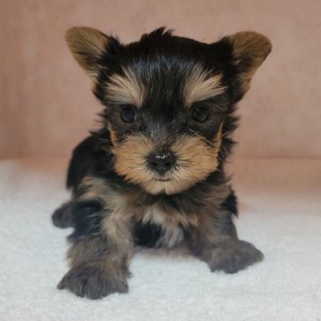 ヨークシャーテリア【東京都・女の子・2025年3月31日・スティールブルー&タン】の写真「控えめで優しい感じかな～」