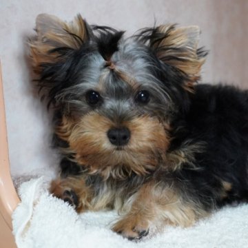 ヨークシャーテリア【東京都・男の子・2025年6月29日・スティールブルー&タン】の写真「肉付き最高！むっちむちくん！」