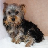 ヨークシャーテリア