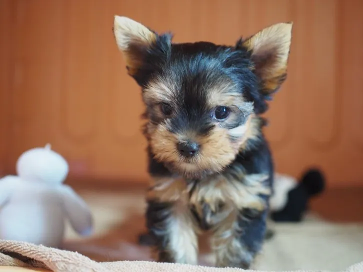めーちゃん 様のお迎えした子犬
