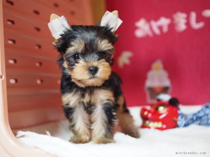 チョコチョコ 様のお迎えした子犬