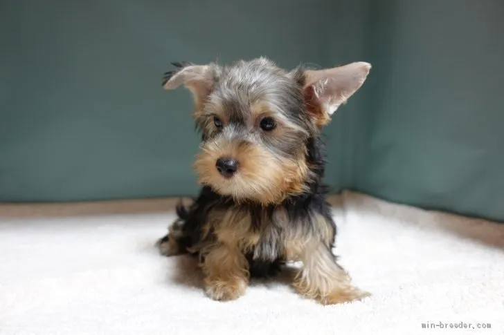 さくら 様のお迎えした子犬