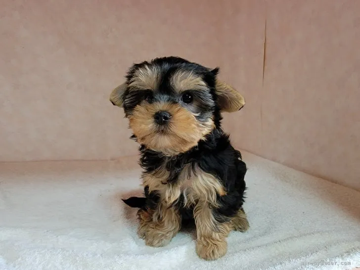 ID：2204-02066の子犬