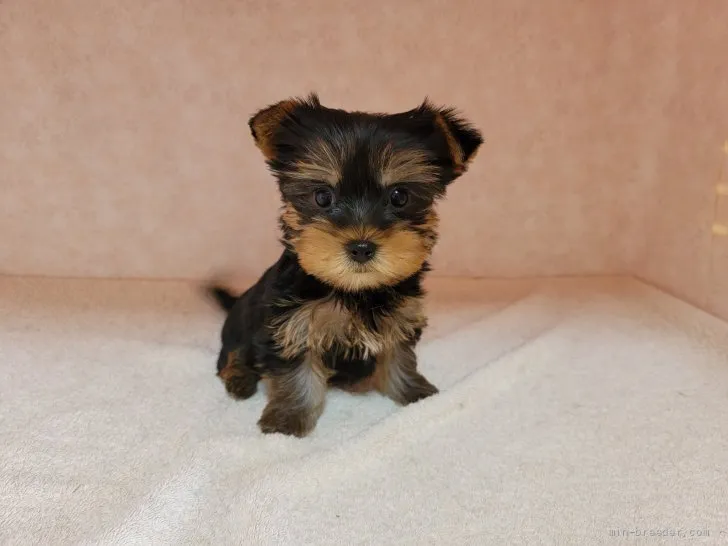ID:2204-02076の子犬