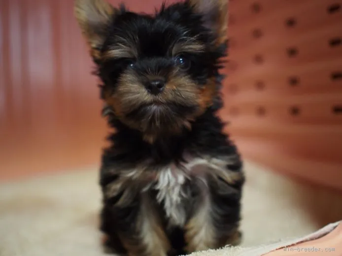 CoCo 様のお迎えした子犬