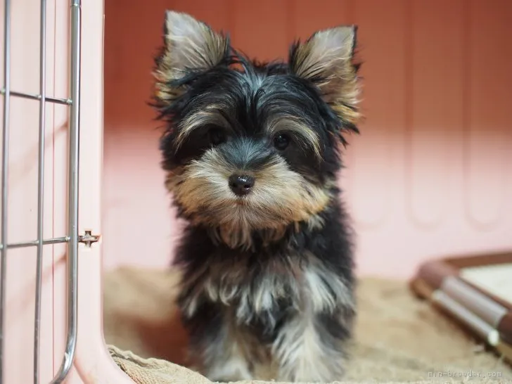 くらみ 様のお迎えした子犬