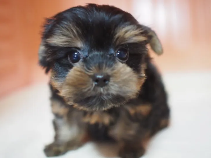 ID：1611-01103の子犬