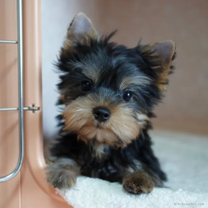 しらかわ 様のお迎えした子犬