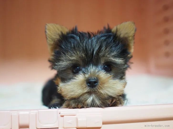 ID：1512-00354の子犬