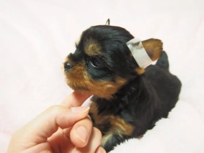 Lune’sMum 様のお迎えした子犬