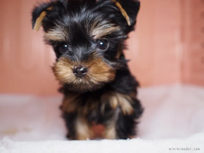 ノア 様のお迎えした子犬