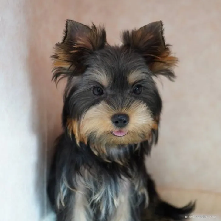 ID：2304-05274の子犬