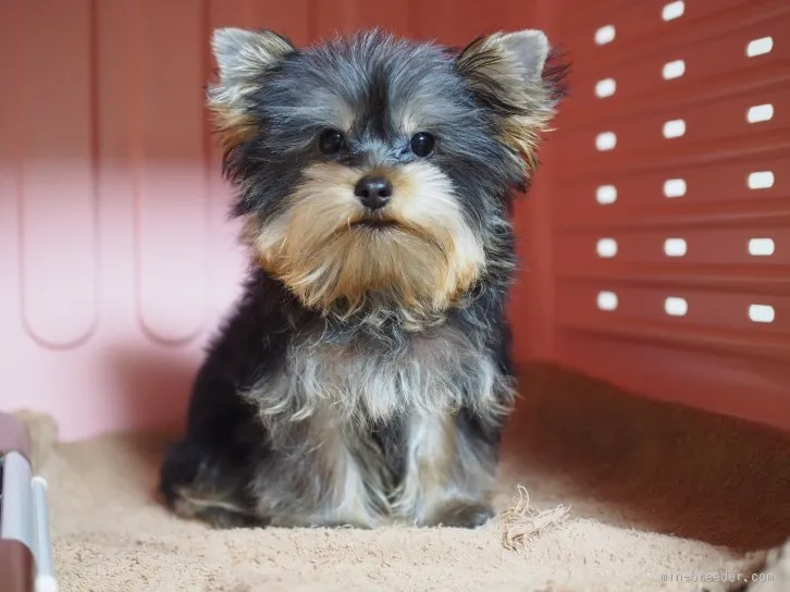 ID：1512-00377の子犬