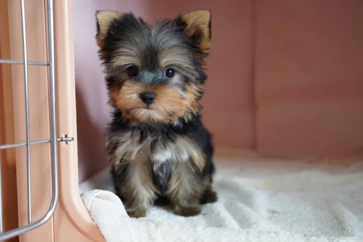 ID：2105-03181の子犬