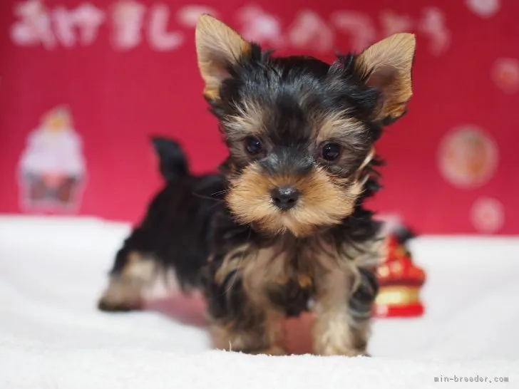 ばろんママ 様のお迎えした子犬