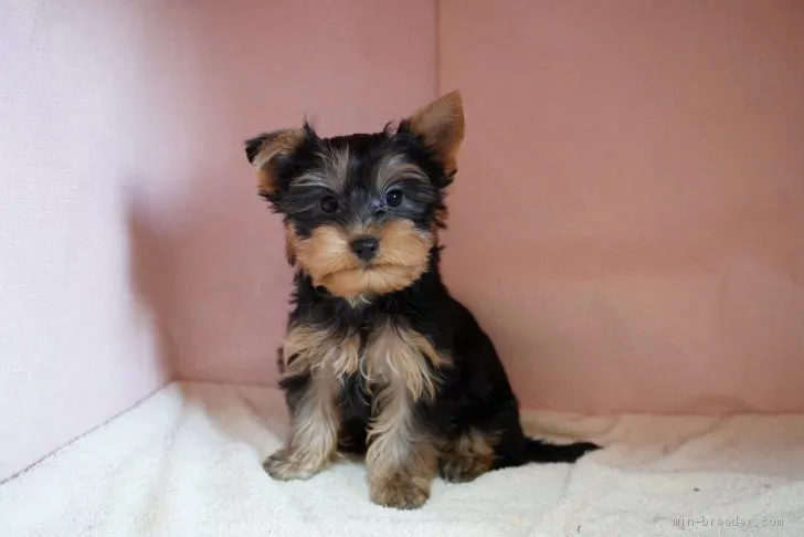 ID：2105-00871の子犬