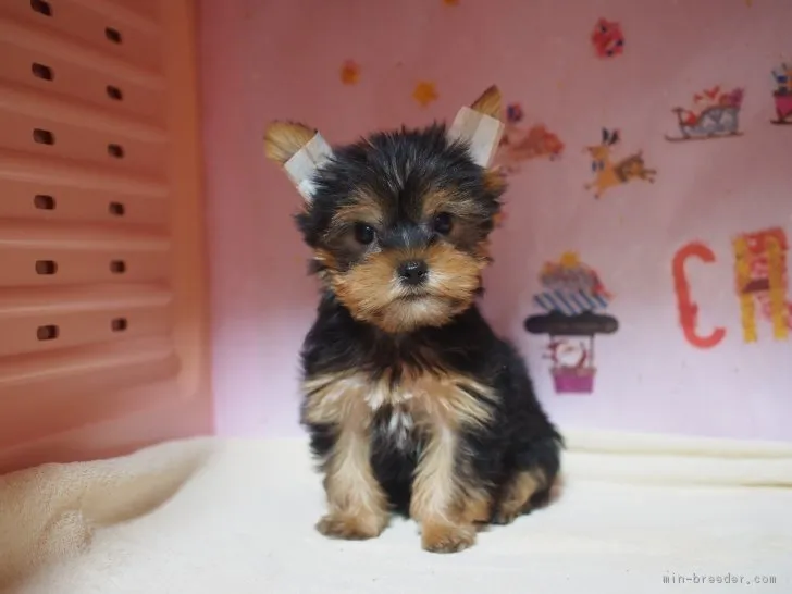 ヒロシ 様のお迎えした子犬