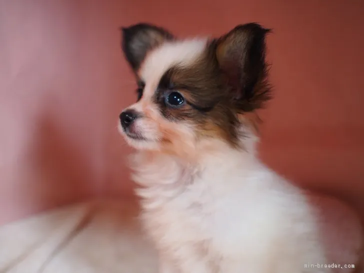 ID：2008-02307の子犬