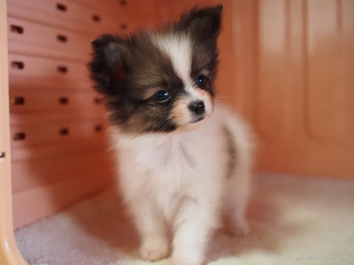 田中 マリア 様のお迎えした子犬