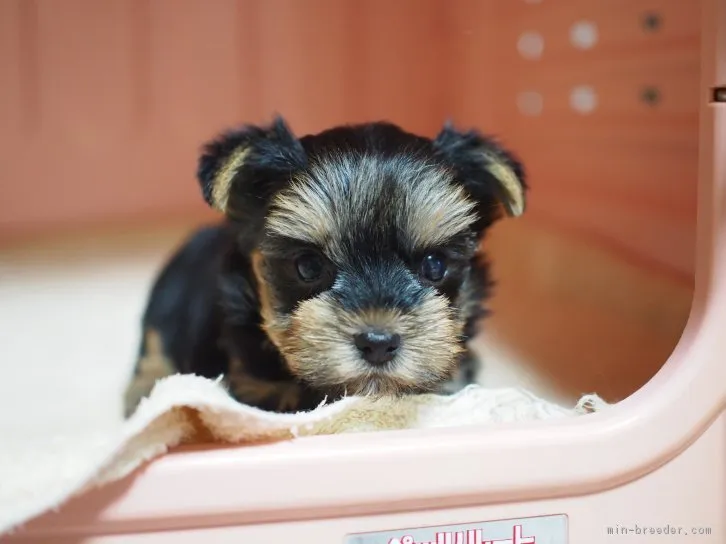 ID：1605-00566の子犬