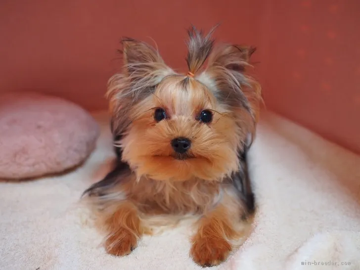 ID：1909-01168の子犬