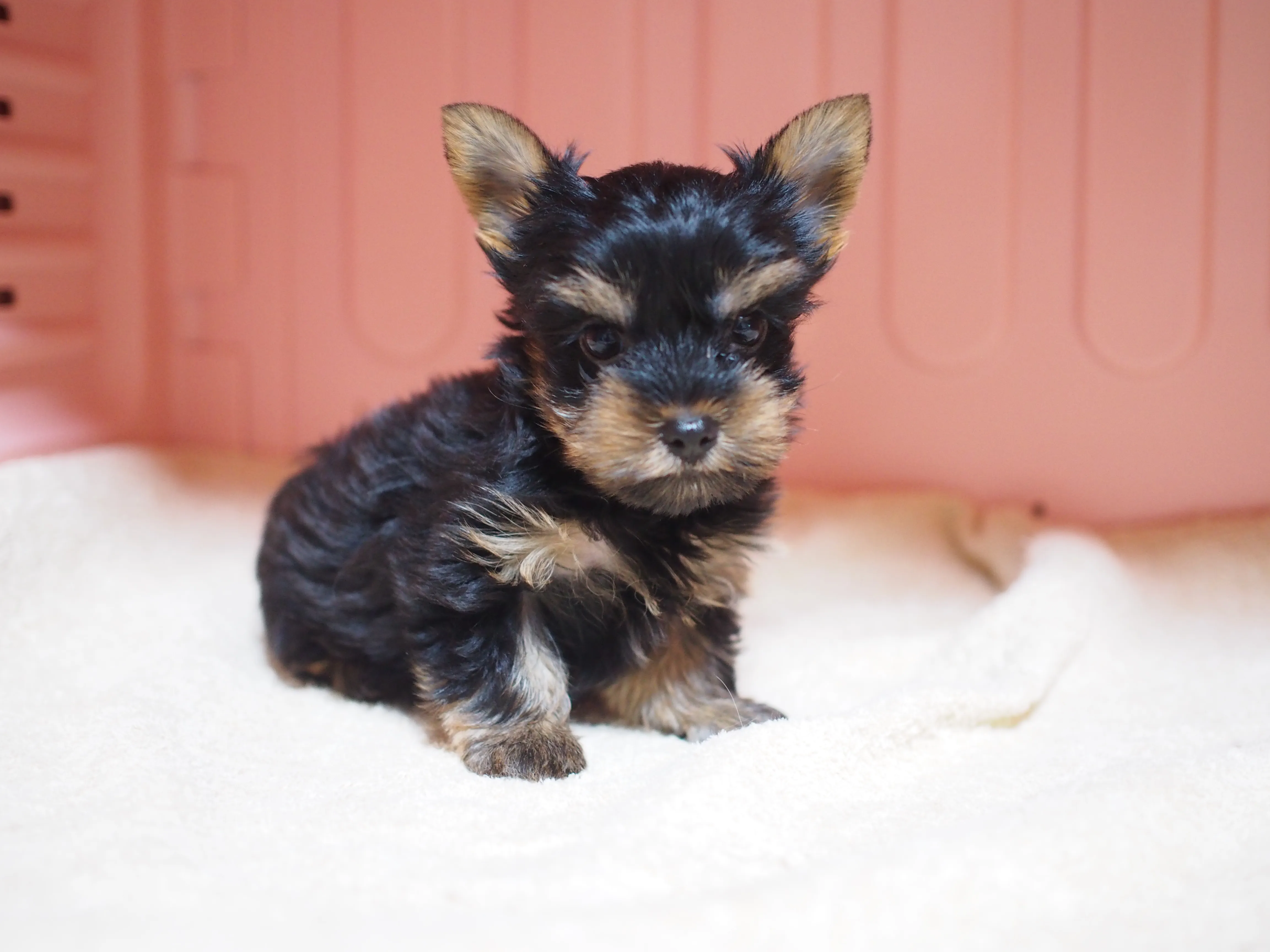 ID：1604-01067の子犬