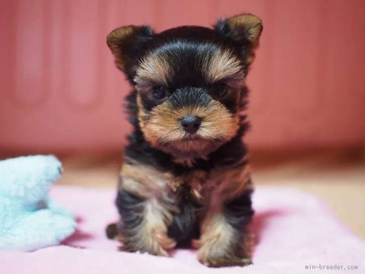 ID：1603-00947の子犬